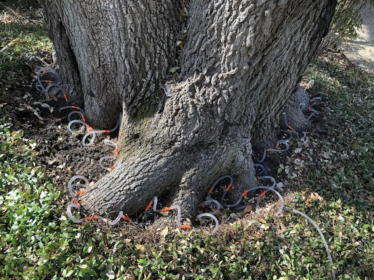 Detailed Tree Cabling and Bracing job site in Lutz